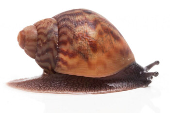 Achatina achatina achatina Ghana type 1b